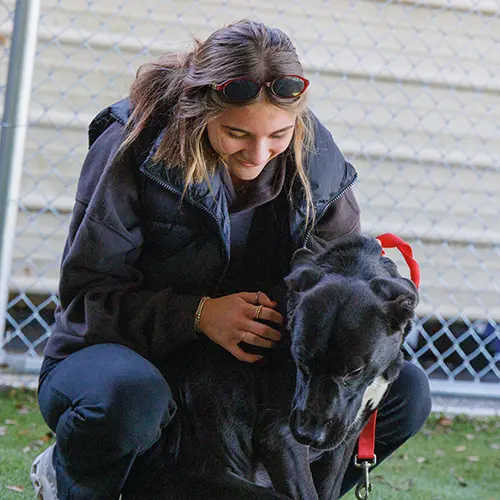 A girl pets a dog at Tuscaloosa Metro Animal Shelter